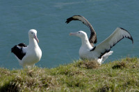 Royal Albatross Centre